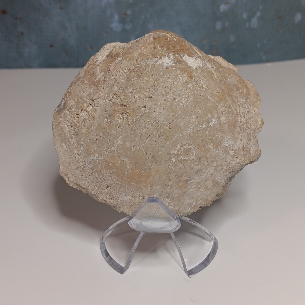 FINAL PRICE! Fossilized Clam (Florida)